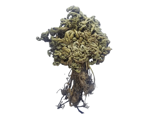 current-img111111111