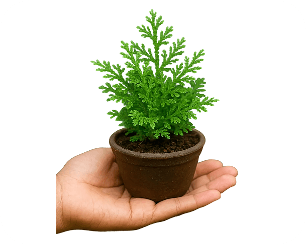 current-img111111111